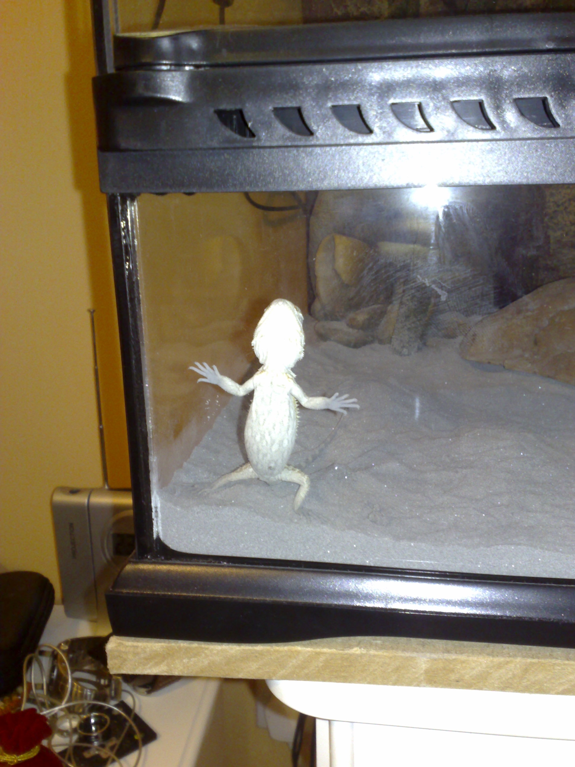 Spiochy pic.5