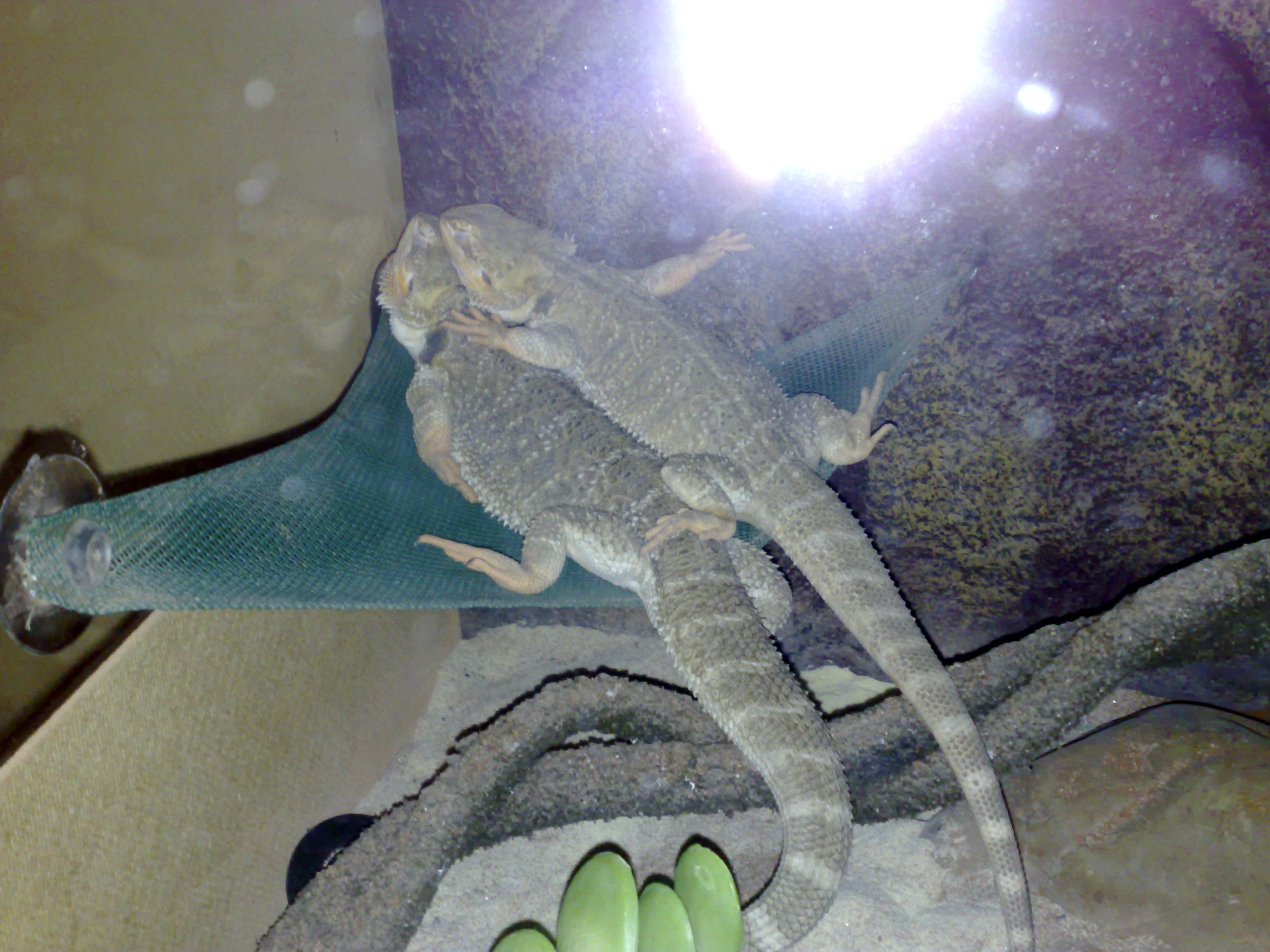 Spiochy pic.8